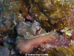 This cut little octopus was just deciding to come out of ... by Andrew Paul Cunliffe 